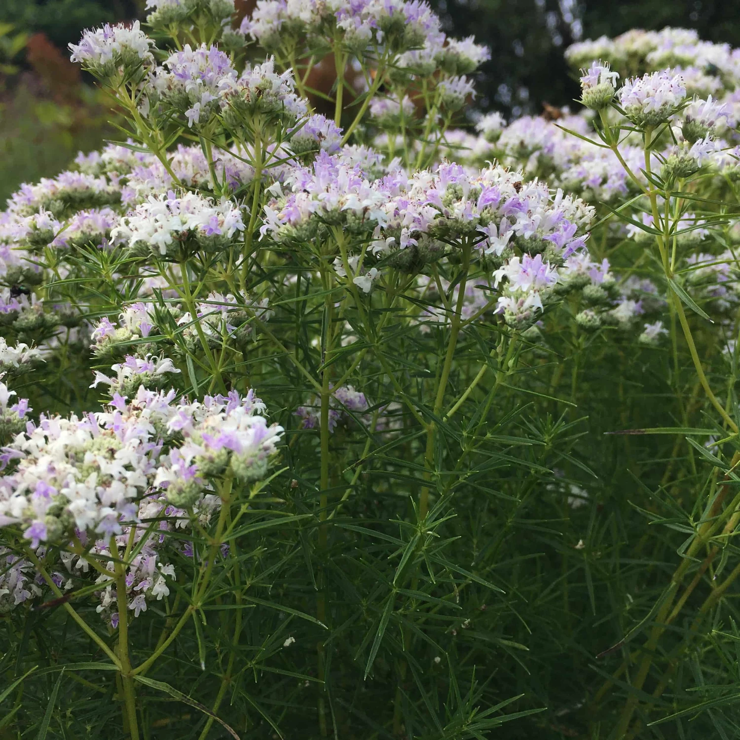 Pycnanthemum Tenuifolium - Bergminze 4 Pycnanthemum Tenuifolium - Bergminze – Bild 2