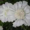 Scabiosa Caucasica 'Perfecta Alba' - Skabiose -Deutschland Gartenbedarf Verkäufe 2024 124199 blumixx stauden scabiosa alba
