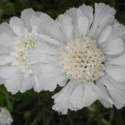 Scabiosa Caucasica 'Perfecta Alba' - Skabiose