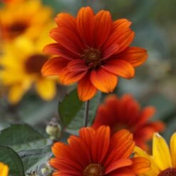Heliopsis Scabra 'Bleeding Hearts' - Sonnenauge