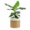 Blumentopf Nikkie D15 Cm Karamell Auslaufmodell 1 Blumentopf Nikkie D15 Cm Karamell Auslaufmodell -Deutschland Gartenbedarf Verkäufe 2024 146966 tsi blumentopf nikkie karamell d15cm
