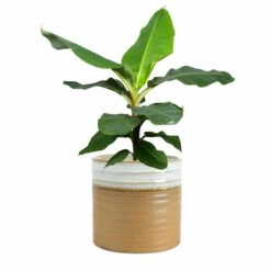 Blumentopf Nikkie D15 Cm Karamell Auslaufmodell