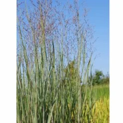Panicum Virgatum 'Heavy Metal' - Bläuliche Rutenhirse 8 Panicum Virgatum 'Heavy Metal' - Bläuliche Rutenhirse -Deutschland Gartenbedarf Verkäufe 2024 150898 blumixx stauden panicum virgatum heavy metal