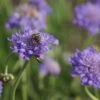 Scabiosa Columbaria 'Butterfly Blue' - Tauben-Skabiose 2 Scabiosa Columbaria 'Butterfly Blue' - Tauben-Skabiose -Deutschland Gartenbedarf Verkäufe 2024 150912 blumixx stauden scabiosa columbaria butterfly blue mit biene