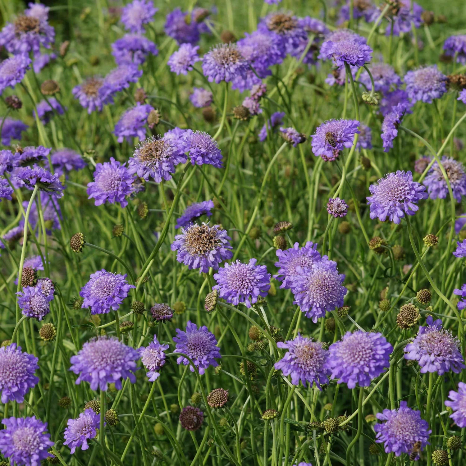 Scabiosa Columbaria 'Butterfly Blue' - Tauben-Skabiose 4 Scabiosa Columbaria 'Butterfly Blue' - Tauben-Skabiose – Bild 2