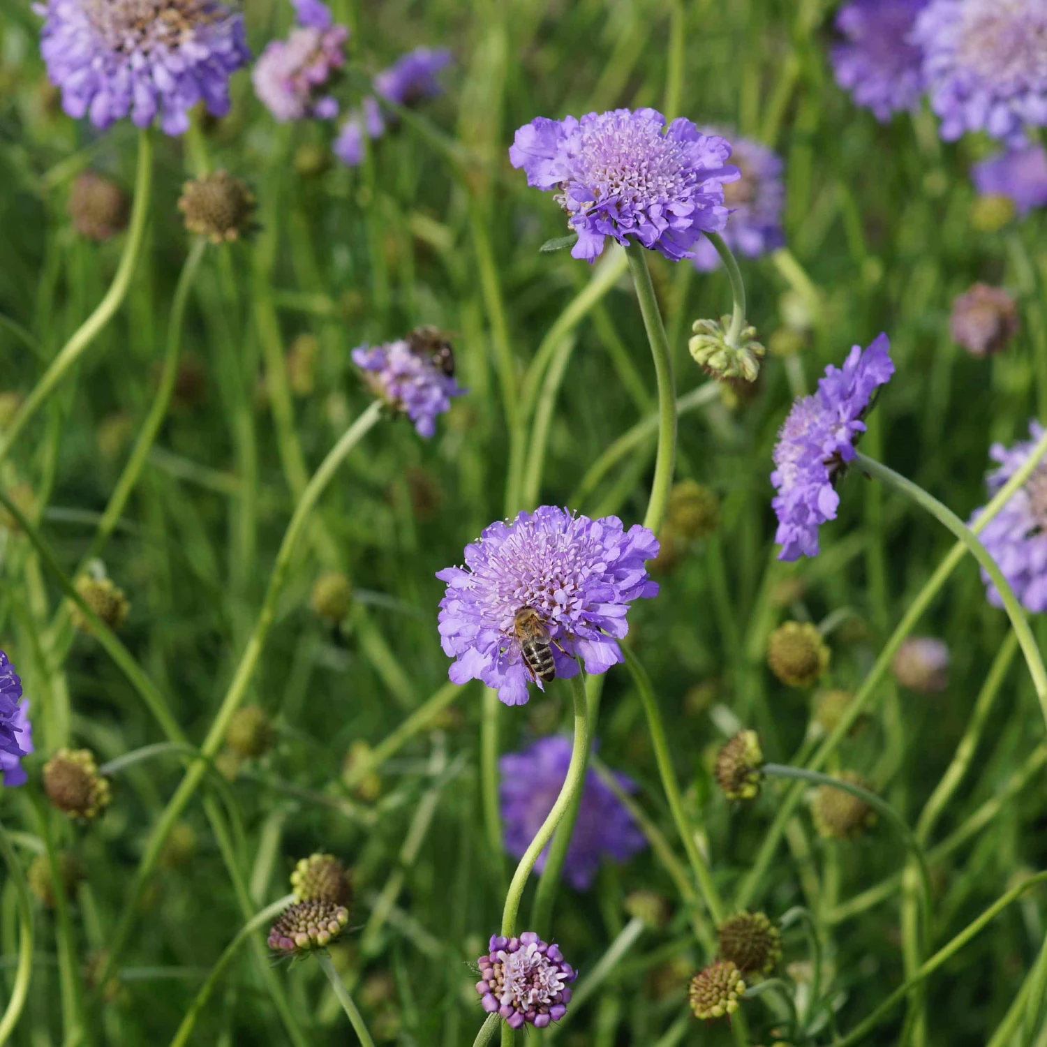 Scabiosa Columbaria 'Butterfly Blue' - Tauben-Skabiose 5 Scabiosa Columbaria 'Butterfly Blue' - Tauben-Skabiose – Bild 3