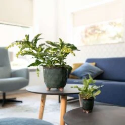 Keramik-Blumentopf Kaat D16 Cm Petrol Auslaufmodell 8 Keramik-Blumentopf Kaat D16 Cm Petrol Auslaufmodell -Deutschland Gartenbedarf Verkäufe 2024 153933 tersteege tsindoor blumentopf kaat petrol d16cm zwei set mit pflanze 2