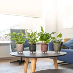 Keramik-Blumentopf Kaat D16 Cm Petrol Auslaufmodell 9 Keramik-Blumentopf Kaat D16 Cm Petrol Auslaufmodell -Deutschland Gartenbedarf Verkäufe 2024 153934 tersteege tsindoor blumentopf kaat alle farben