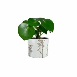Keramik-Übertopf Cilla D17 Cm Weiß Auslaufmodell -Deutschland Gartenbedarf Verkäufe 2024 154154 tersteege tsindoor keramik blumentopf cilla weiss d17cm mit pflanze