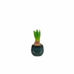 Keramik-Blumentopf Odile D8 Cm Petrol -Deutschland Gartenbedarf Verkäufe 2024 154202 tersteege tsindoor keramik blumentopf odile petrol d8cm mit pflanze
