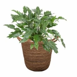 Blumentopf Nelis D23 Cm Camel -Deutschland Gartenbedarf Verkäufe 2024 154261 tersteege tsindoor blumentopf nelis camel d23cm mit pflanze