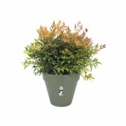 Elho Pflanztopf Loft Urban Rund D25 Cm Pistaziengrün Auslaufmodell 11 Elho Pflanztopf Loft Urban Rund D25 Cm Pistaziengrün Auslaufmodell -Deutschland Gartenbedarf Verkäufe 2024 155040 pflanztopf loft urban rund d25 cm pistaziengruen 3