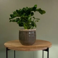 Keramik-Blumentopf Iris D15cm Moos Grau -Deutschland Gartenbedarf Verkäufe 2024 178627 tsi blumentopf iris moos grau 15cm mit zimmerpflanze