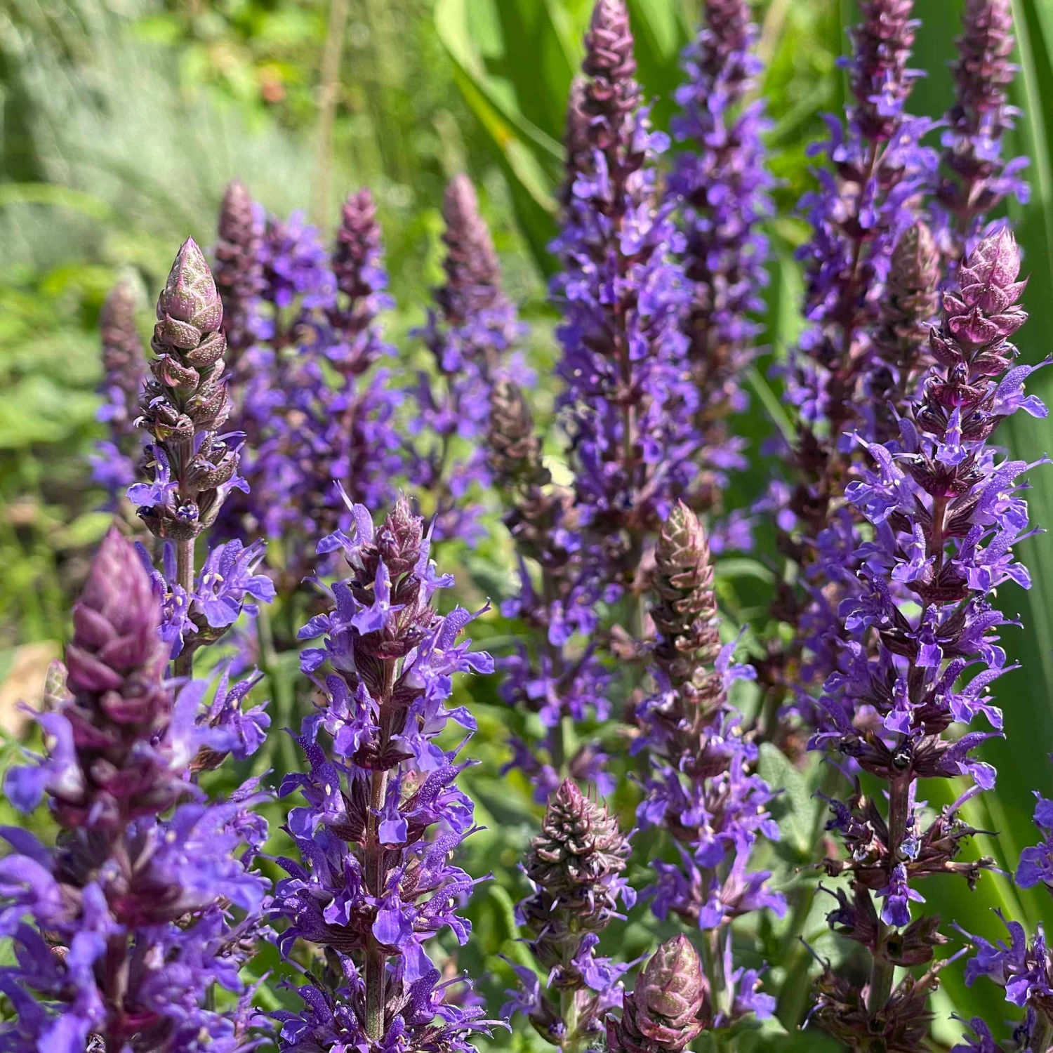 Salvia Nemorosa 'Ostfriesland' - Steppen-Salbei 4 Salvia Nemorosa 'Ostfriesland' - Steppen-Salbei – Bild 2