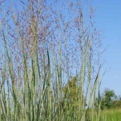 Panicum Virgatum 'Heavy Metal' - Bläuliche Rutenhirse