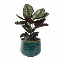 Keramik-Blumentopf Iris D15cm Türkis -Deutschland Gartenbedarf Verkäufe 2024 203440 blumixx tsi keramik blumentopf iris tuerkis mit pflanze