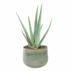 Keramik-Blumentopf Iris D15cm Mint -Deutschland Gartenbedarf Verkäufe 2024 203442 blumixx tsi keramik blumentopf iris mint mit pflanze