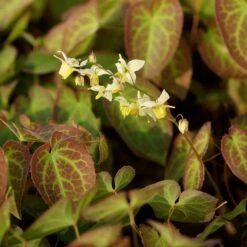 Epimedium X Versicolor 'Sulphureum' - Elfenblume