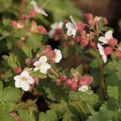 Geranium Macrorrhizum 'Spessart' - Balkan-Storchschnabel -Deutschland Gartenbedarf Verkäufe 2024 205529 blumixx stauden geranium macrorrhizum spessart 2