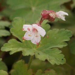 Geranium Macrorrhizum 'Spessart' - Balkan-Storchschnabel -Deutschland Gartenbedarf Verkäufe 2024 205530 blumixx stauden geranium macrorrhizum spessart 3