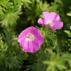 Geranium Sanguineum - Blutstorchschnabel -Deutschland Gartenbedarf Verkäufe 2024 205533 blumixx stauden geranium sanguineum 2