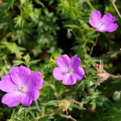 Geranium Sanguineum - Blutstorchschnabel -Deutschland Gartenbedarf Verkäufe 2024 205534 blumixx stauden geranium sanguineum 3