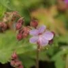 Geranium Macrorrhizum 'Ingwersen' - Balkan-Storchschnabel -Deutschland Gartenbedarf Verkäufe 2024 205565 blumixx stauden Geranium macrorrhizum Ingwersen balkan storchschnabel