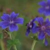 Geranium Magnificum - Pracht-Storchschnabel -Deutschland Gartenbedarf Verkäufe 2024 205569 blumixx stauden geranium magnificum