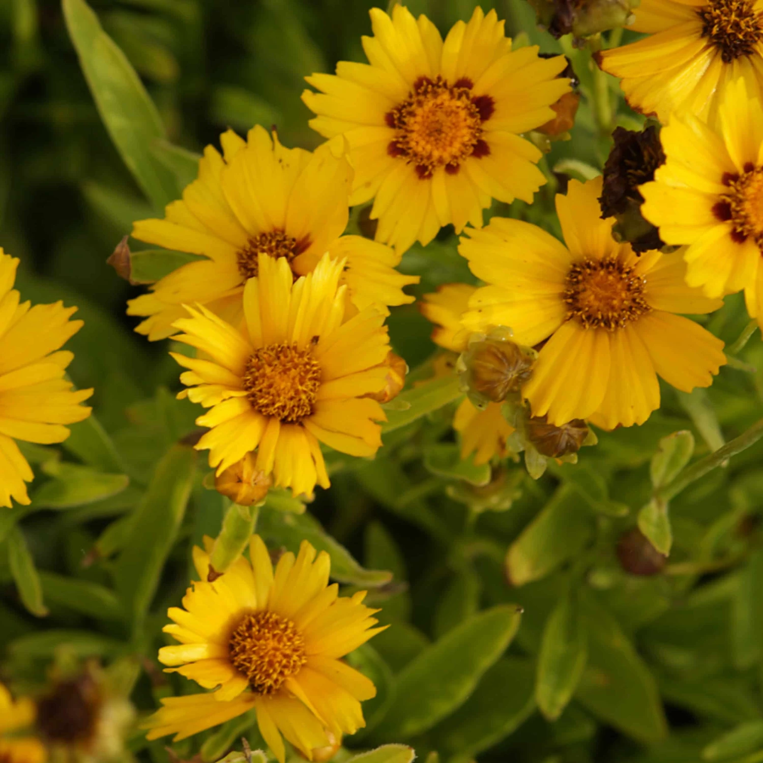 Coreopsis Lanceolata 'Sterntaler' - Kleines Mädchenauge 4 Coreopsis Lanceolata 'Sterntaler' - Kleines Mädchenauge – Bild 2