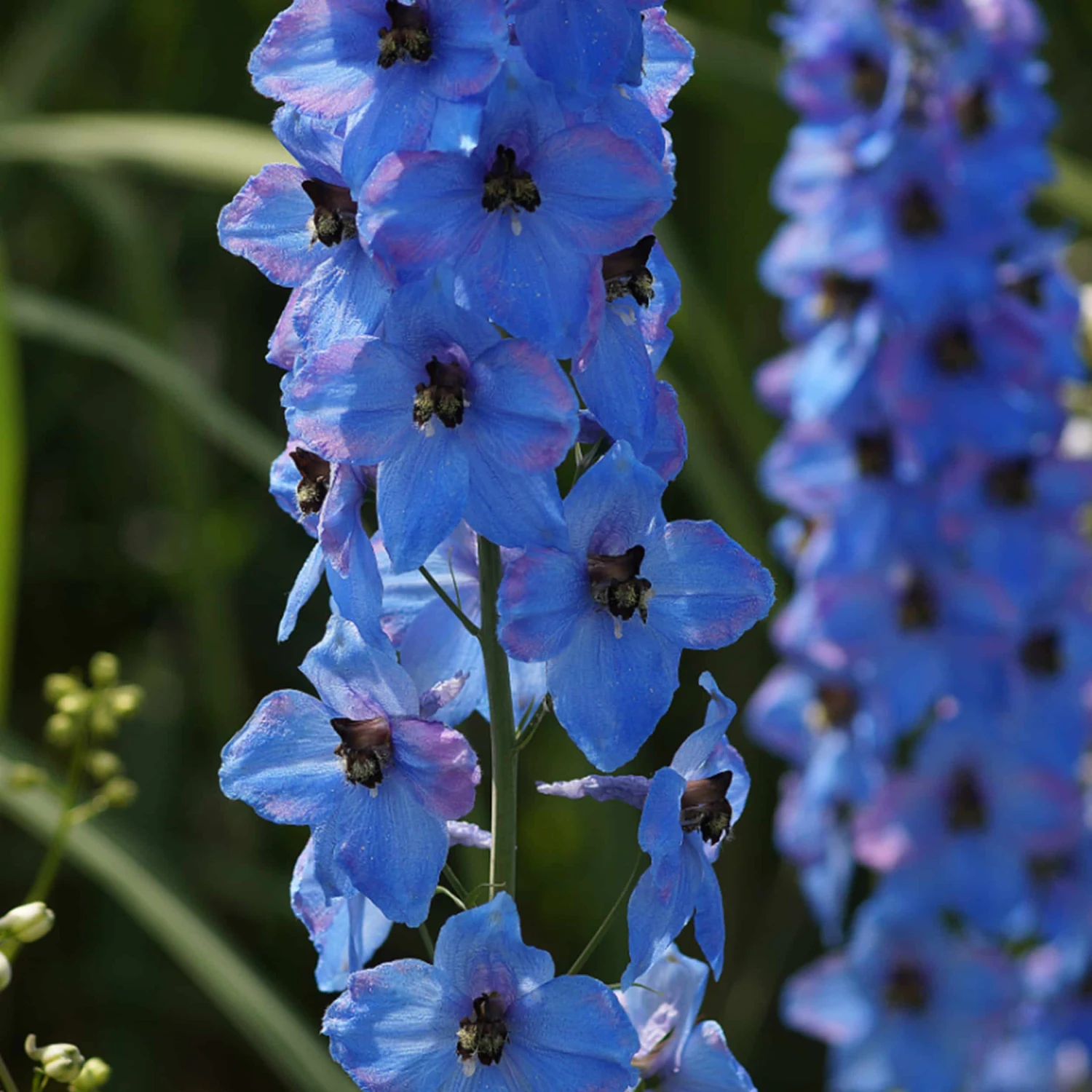 Delphinium Elatum-Hybr. 'Ouvertüre' - Hoher Garten-Rittersporn 5 Delphinium Elatum-Hybr. 'Ouvertüre' - Hoher Garten-Rittersporn – Bild 3