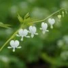 Dicentra Spectabilis 'Alba' - Tränendes Herz 1 Dicentra Spectabilis 'Alba' - Tränendes Herz -Deutschland Gartenbedarf Verkäufe 2024 205646 blumixx stauden dicentra spectabilis alba