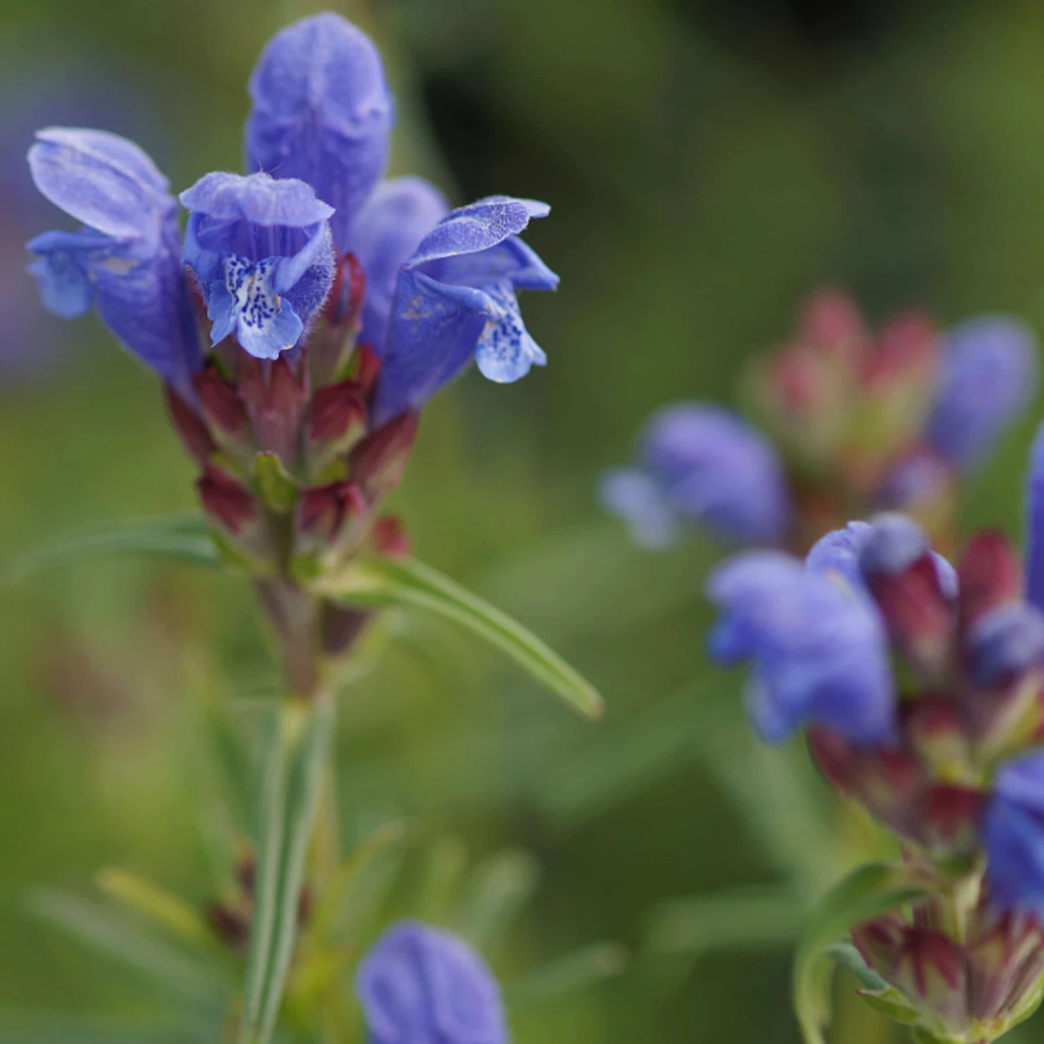 Dracocephalum Ruyschiana - Drachenkopf 4 Dracocephalum Ruyschiana - Drachenkopf – Bild 2