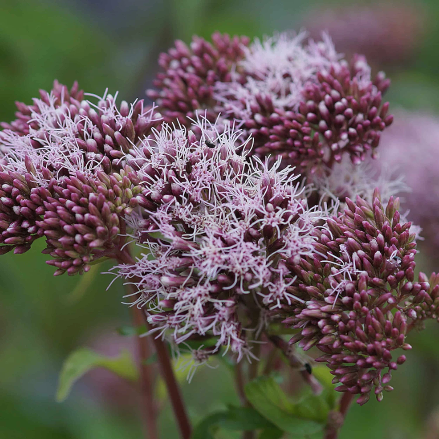 Eupatorium Cannabinum - Wasserdost 3 Eupatorium Cannabinum - Wasserdost