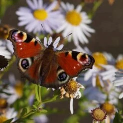 Kalimeris Incisa 'Madiva' - Schönaster -Deutschland Gartenbedarf Verkäufe 2024 205862 blumixx stauden kalimeris incisa madiva 3