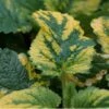 Melissa Officinalis 'Aureovariegata - Gelbbunte Zitronenmelisse -Deutschland Gartenbedarf Verkäufe 2024 205889 blumixx stauden melissa officinalis variegata