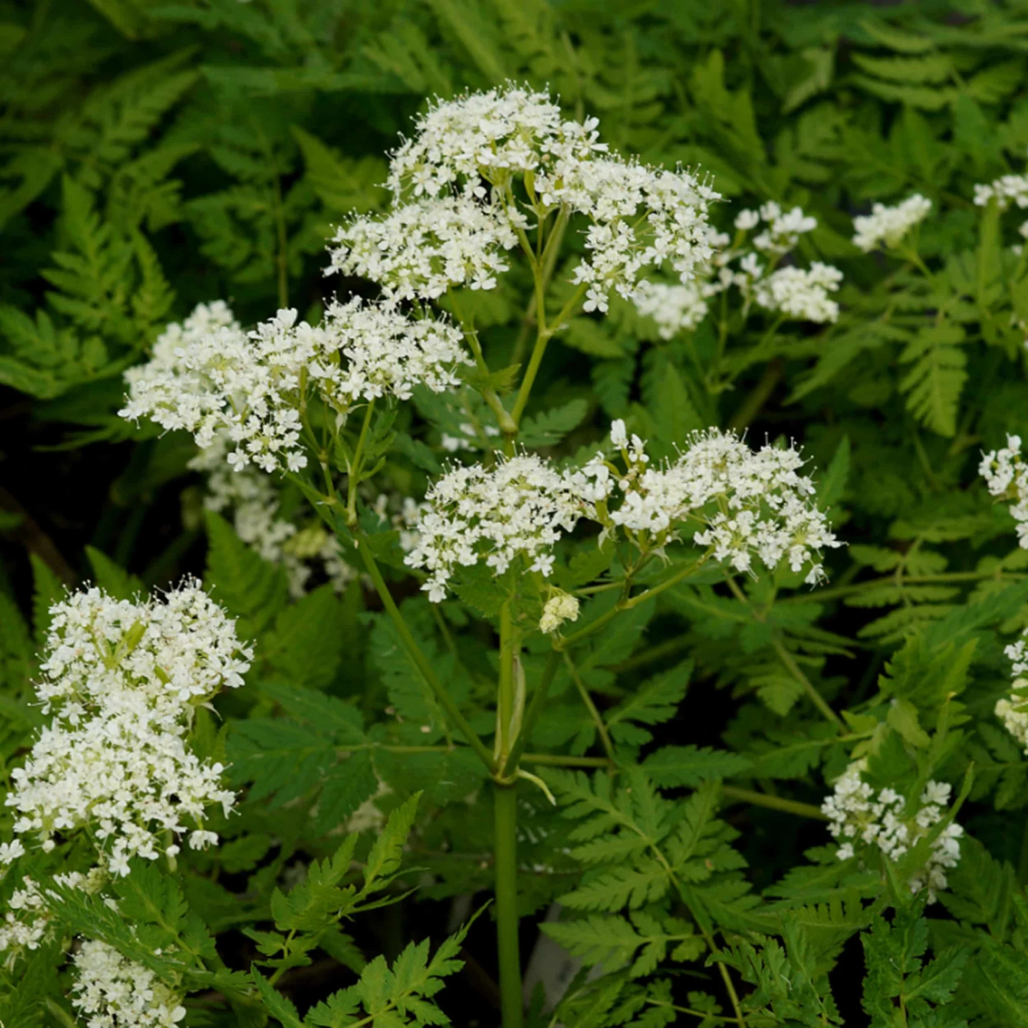 Myrrhis Odorata - Süßdolde 3 Myrrhis Odorata - Süßdolde