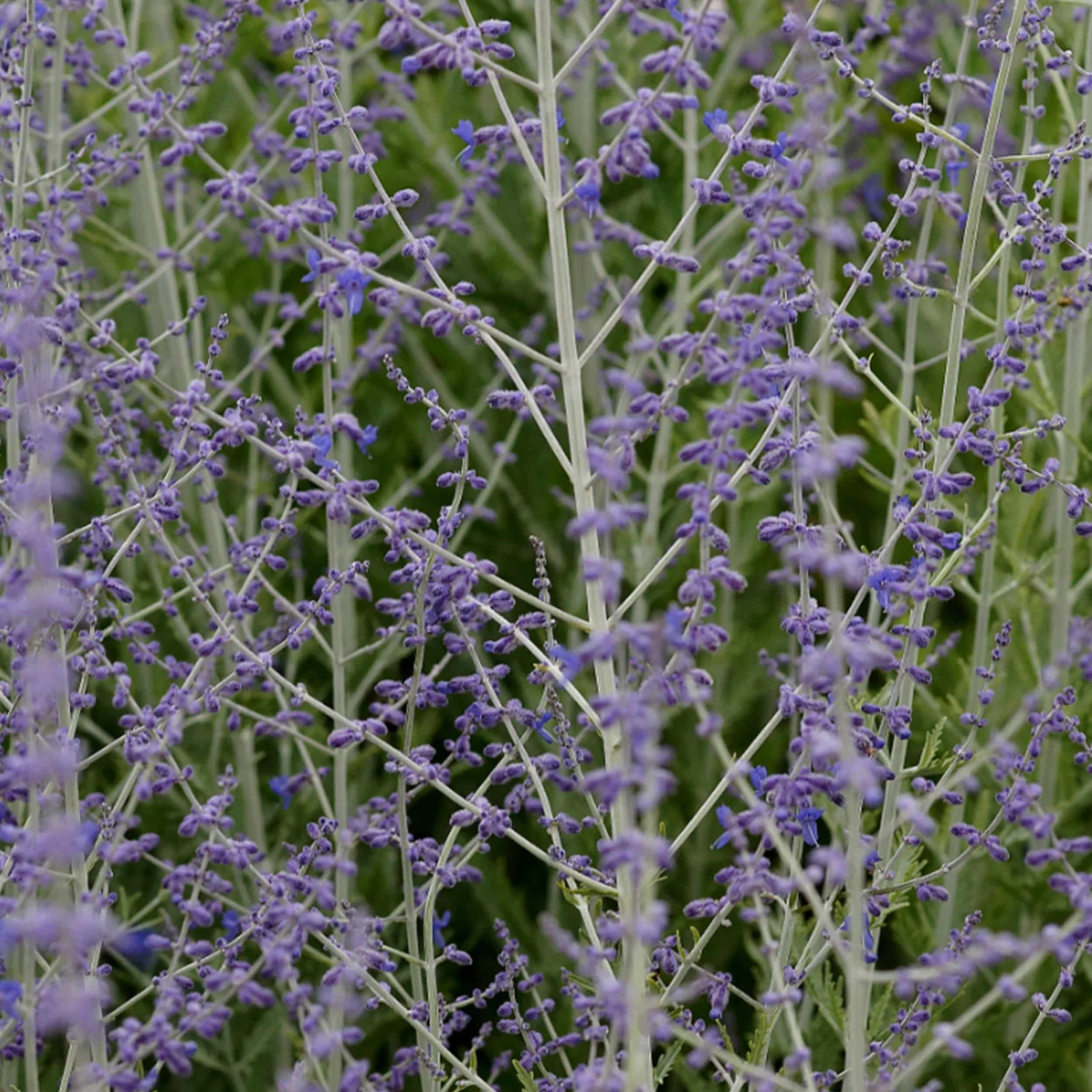 Perovskia Atriplicifolia 'Blue Spire' - Blauraute, Silberbusch 3 Perovskia Atriplicifolia 'Blue Spire' - Blauraute, Silberbusch