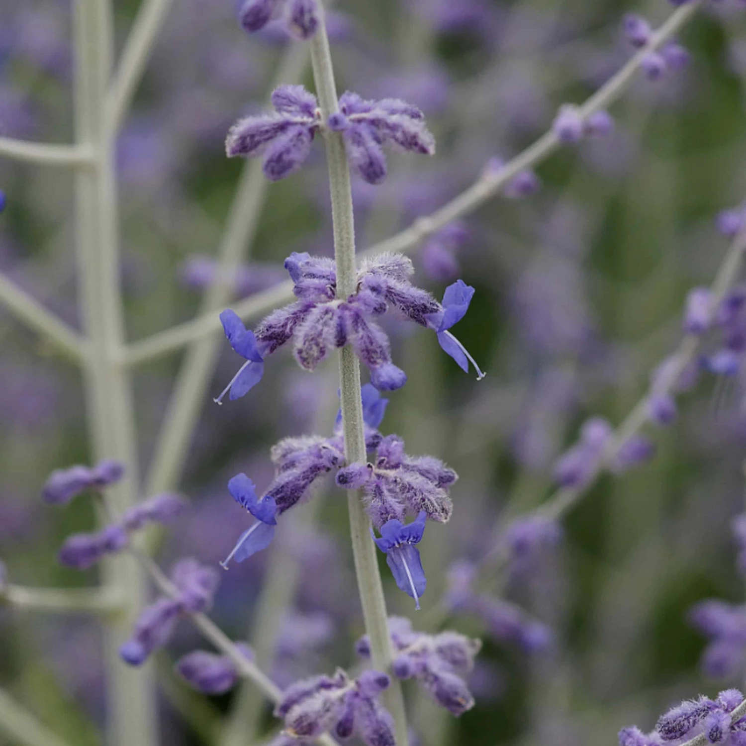 Perovskia Atriplicifolia 'Blue Spire' - Blauraute, Silberbusch 4 Perovskia Atriplicifolia 'Blue Spire' - Blauraute, Silberbusch – Bild 2