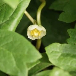 Podophyllum Hexandrum - Maiapfel, Fußblatt