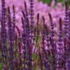 Salvia Nemorosa 'Caradonna' - Steppen-Salbei