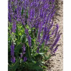 Salvia Nemorosa 'Mainacht' - Steppen-Salbei -Deutschland Gartenbedarf Verkäufe 2024 205981 blumixx stauden salvia mainacht 3