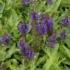 Salvia Nemorosa 'Marcus' ® - Steppen-Salbei 1 Salvia Nemorosa 'Marcus' ® - Steppen-Salbei -Deutschland Gartenbedarf Verkäufe 2024 205984 blumixx stauden salvia nemorosa marcus 1