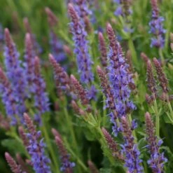 Salvia Nemorosa 'Blauhügel' - Steppen-Salbei