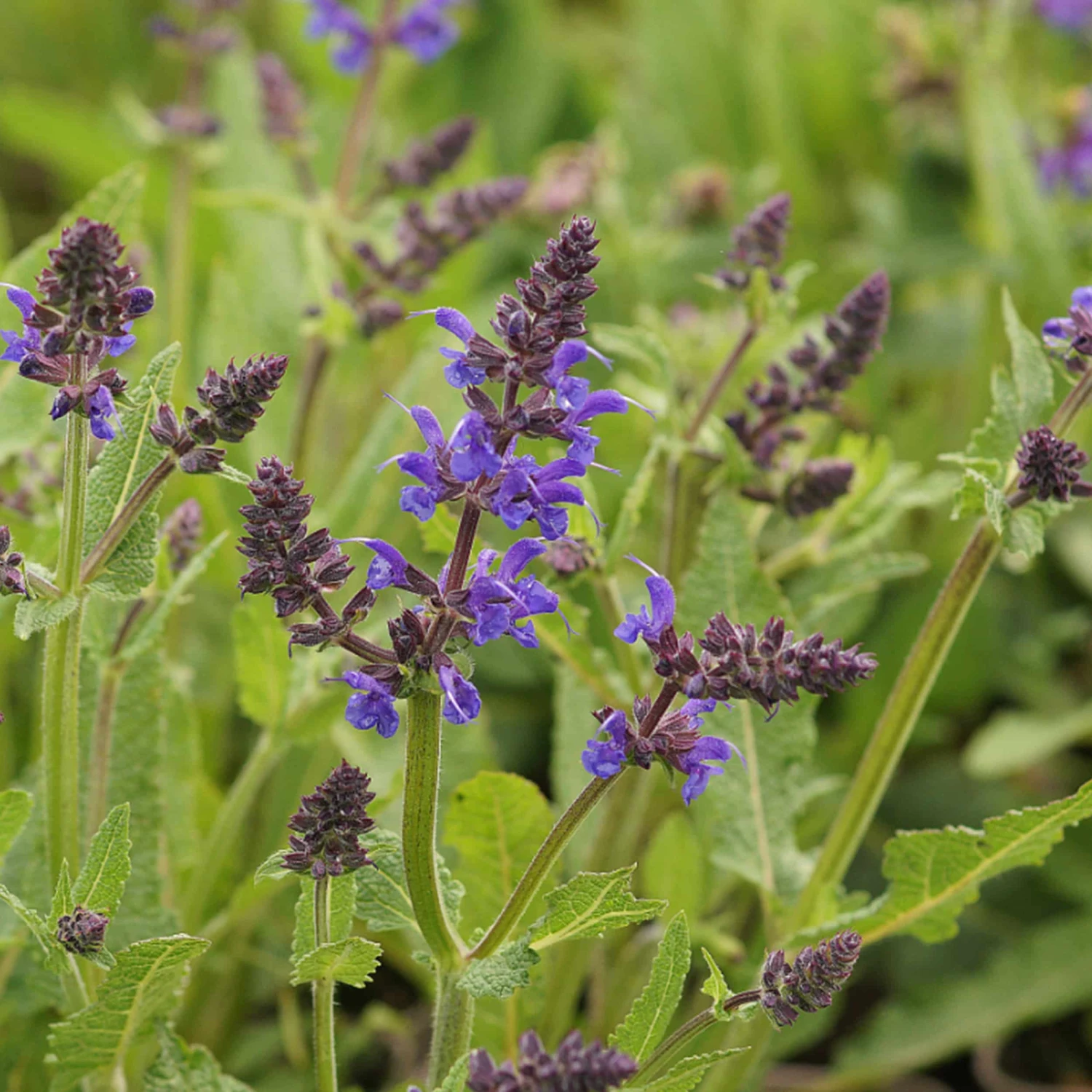 Salvia Nemorosa 'Viola Klose' -Steppen-Salbei 4 Salvia Nemorosa 'Viola Klose' -Steppen-Salbei – Bild 2