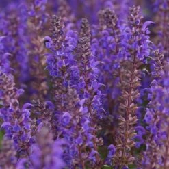 Salvia Nemorosa 'Viola Klose' -Steppen-Salbei