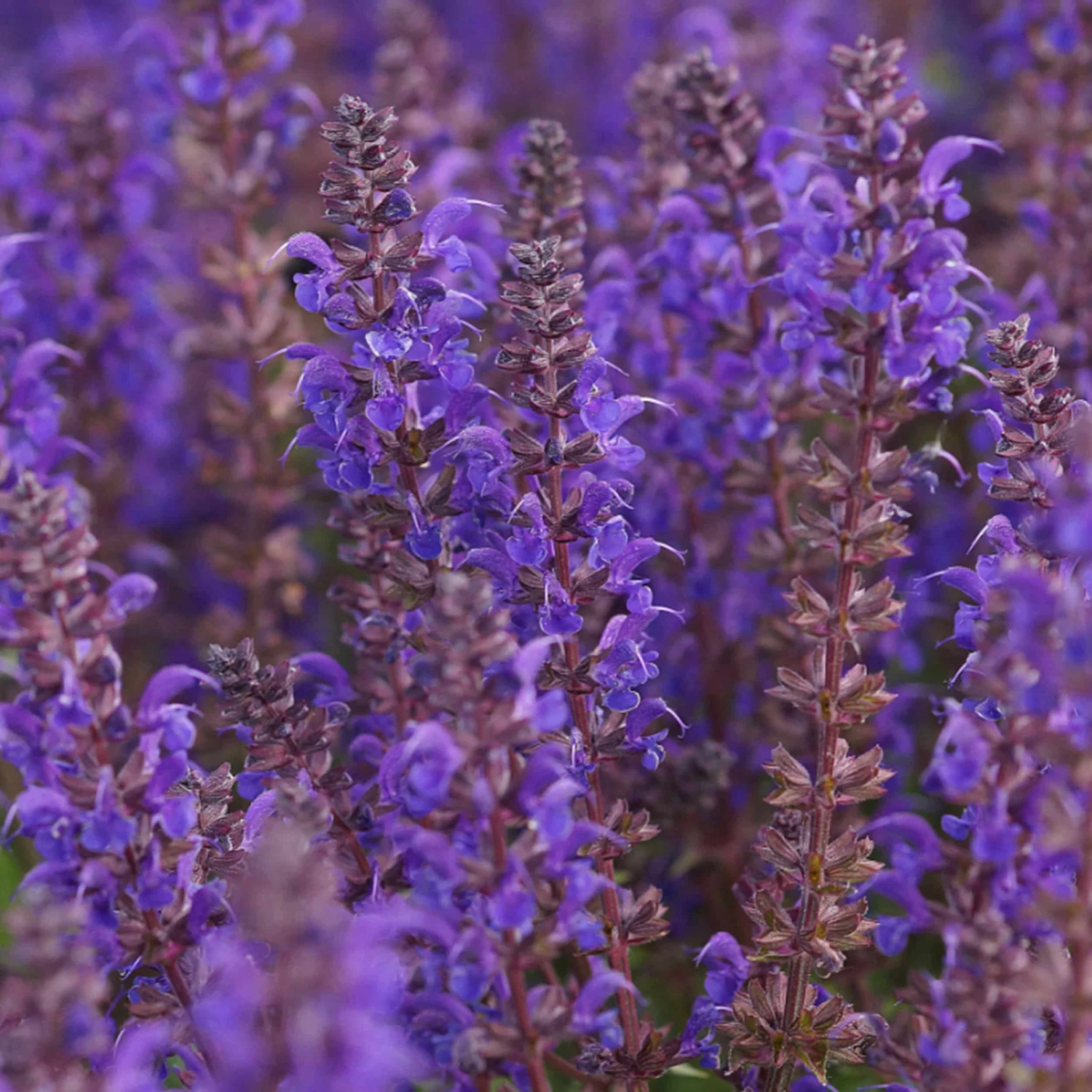 Salvia Nemorosa 'Viola Klose' -Steppen-Salbei 3 Salvia Nemorosa 'Viola Klose' -Steppen-Salbei