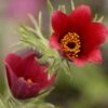 Pulsatilla Vulgaris 'Rote Glocke' - Küchenschelle -Deutschland Gartenbedarf Verkäufe 2024 206411 blumixx stauden pulsatilla vulgaris rote glocke 2
