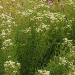 Pycnanthemum Tenuifolium - Bergminze 7 Pycnanthemum Tenuifolium - Bergminze -Deutschland Gartenbedarf Verkäufe 2024 206415 blumixx stauden pycnanthemum tenuifolium 1