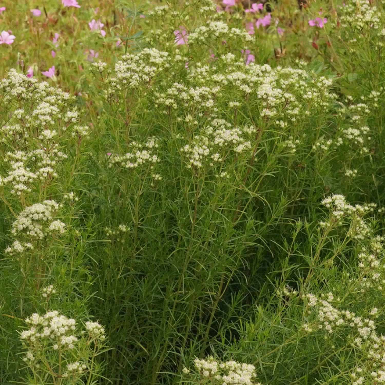 Pycnanthemum Tenuifolium - Bergminze 5 Pycnanthemum Tenuifolium - Bergminze – Bild 3