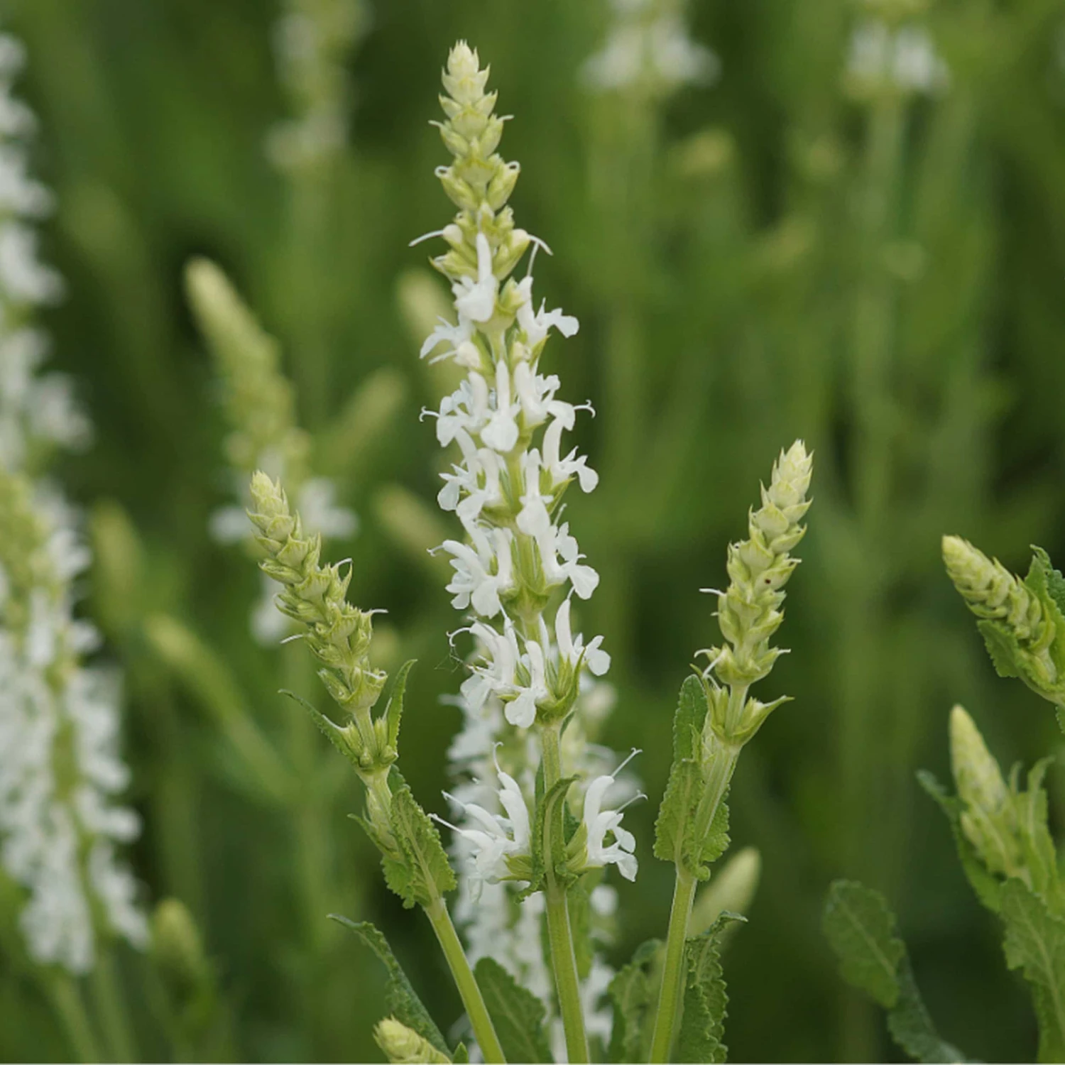 Salvia Nemorosa 'Adrian' - Steppen-Salbei 4 Salvia Nemorosa 'Adrian' - Steppen-Salbei – Bild 2